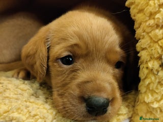 Labrador Retriever dogs Beautiful KC registered Labrador Retrievers - Advert 3