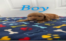Cockapoo dogs for sale: Cockerpoos for sale  - Image 7