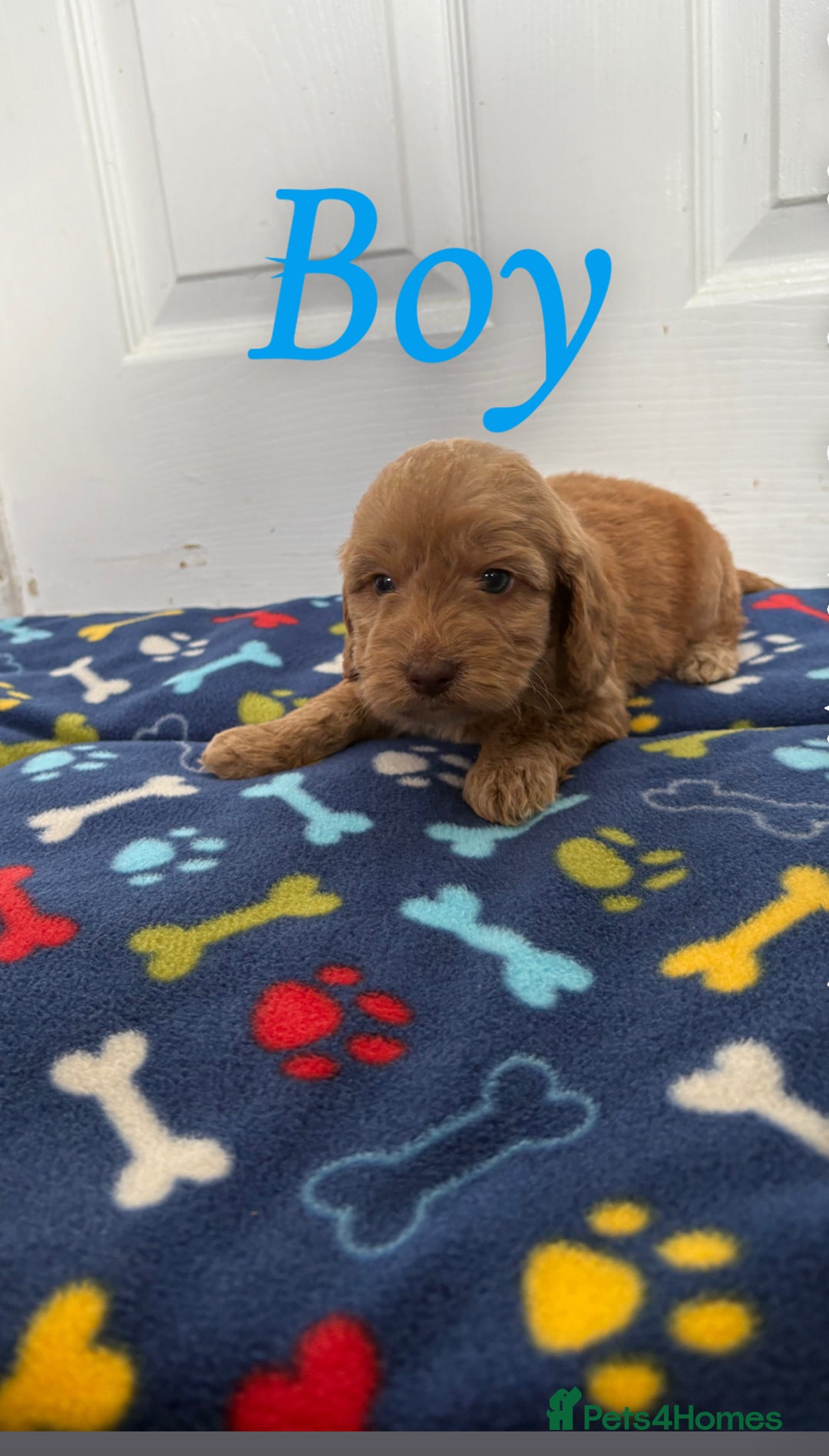Cockapoo dogs for sale: Cockerpoos for sale  - Image 7