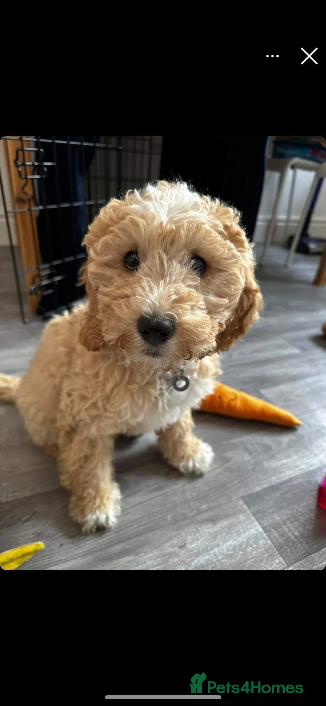 Cockapoo dogs for stud: STUD - F1 Red and white Cockapoo - Health Clear in York - Advert 15