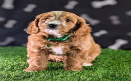Cavachon dogs for sale: Adorable and Healthy Cavapoochon Puppies  - Image 6