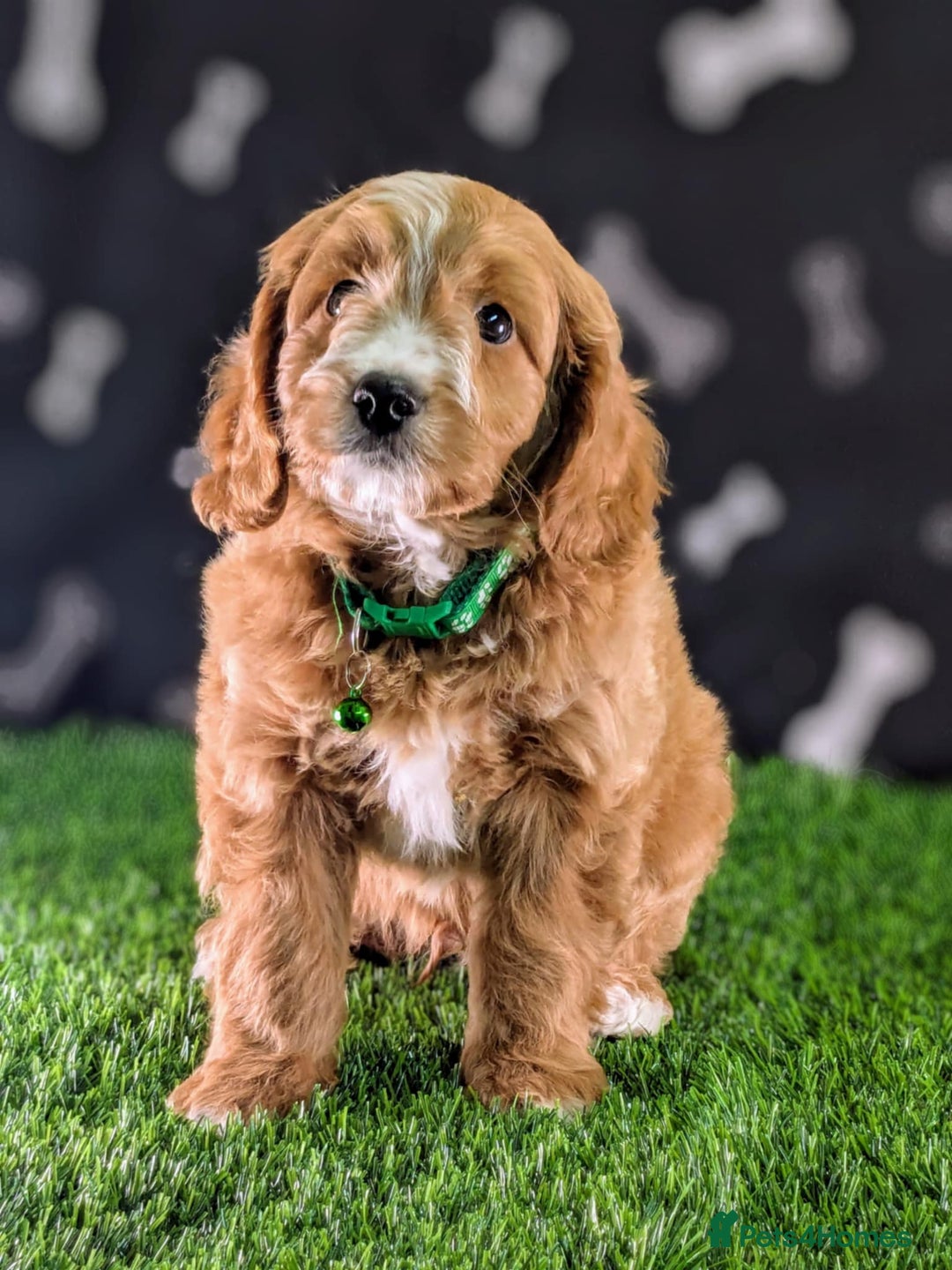 Cavachon dogs for sale: Adorable and Healthy Cavapoochon Puppies  - Image 6