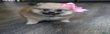 Pomeranian 2