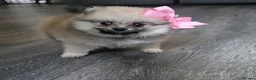 Pomeranian dogs for sale: Pomeranian mixed litter  in Wigan - Advert 18