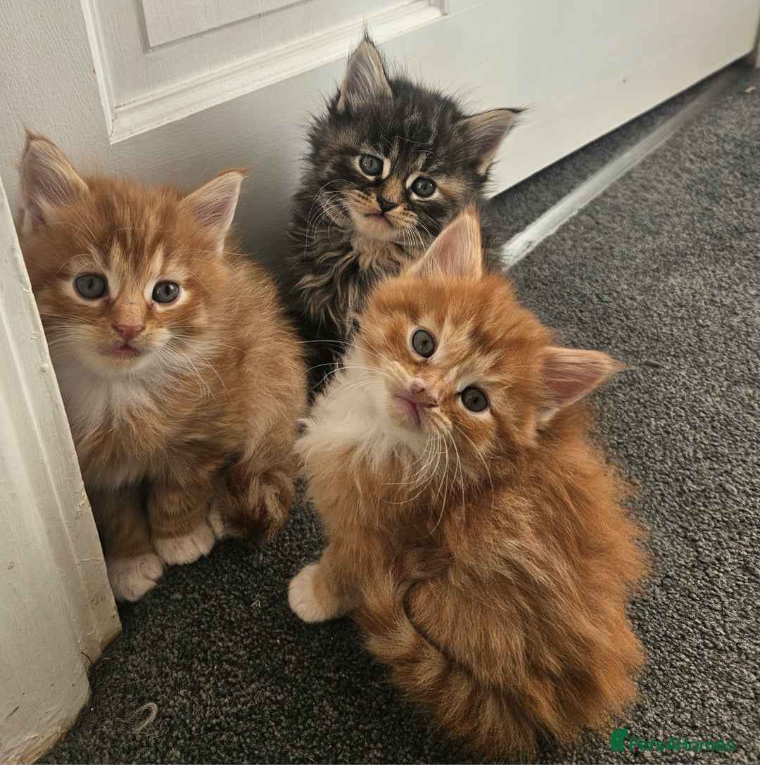 Mixed Breed cats for sale: Beautiful ginger mix long hair maine coon kittens - Advert 14