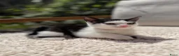 Turkish Angora cats for sale: 😻 Adorable Turkish Angora X Kittens - Advert 19