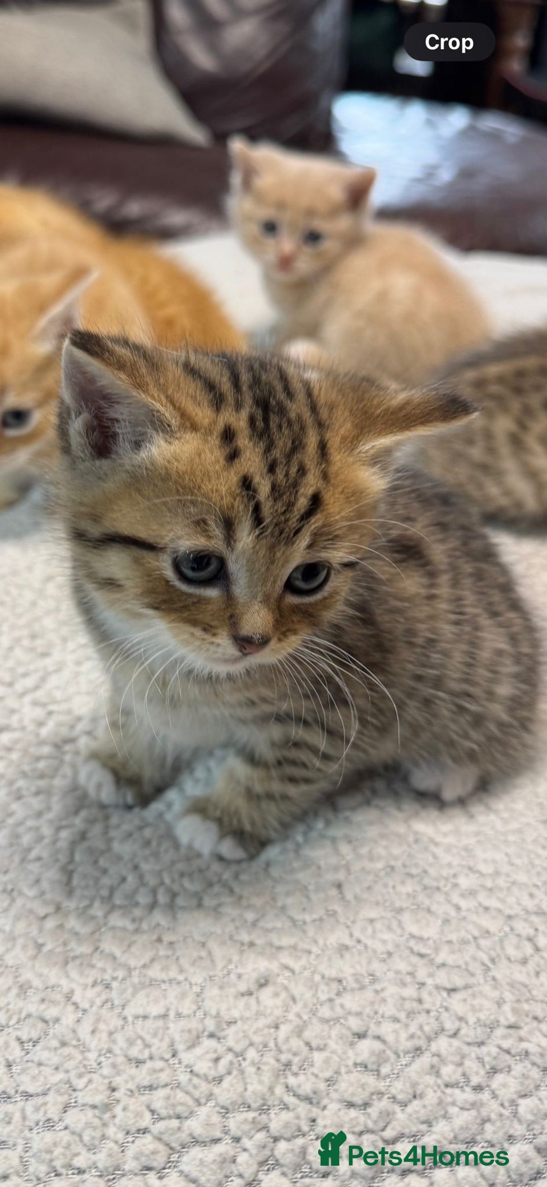British Shorthair cats for sale: BSH for sale - Image 1