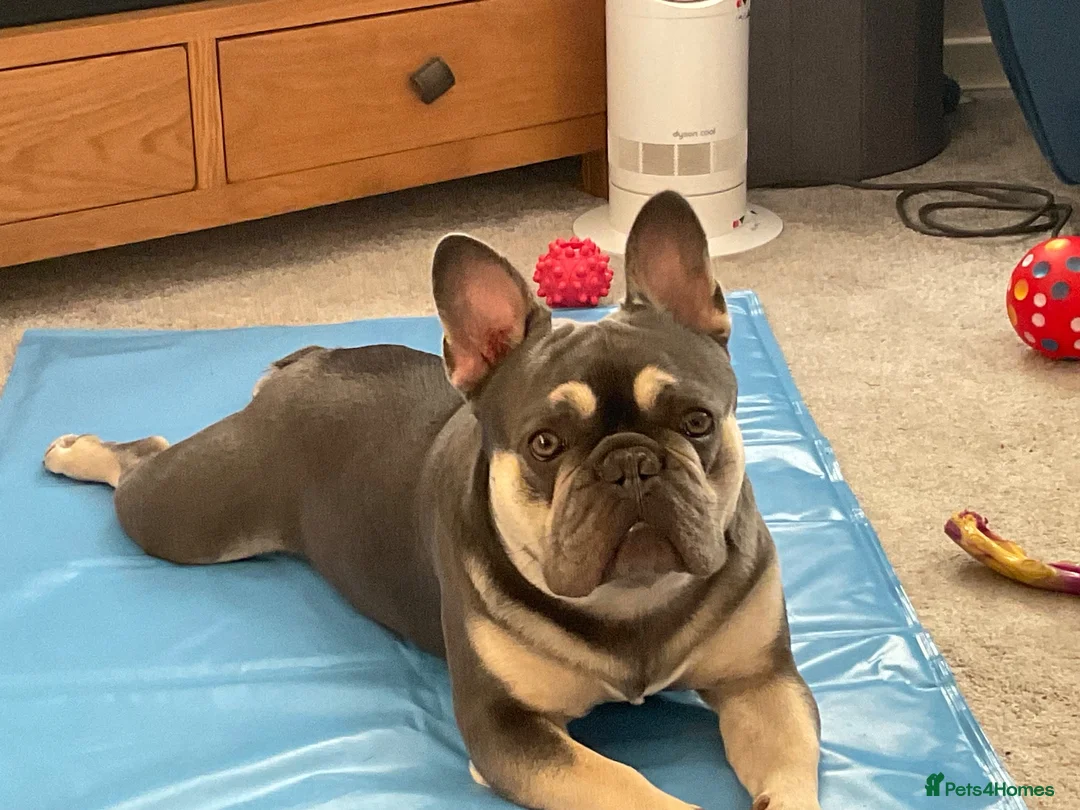 French Bulldog dogs for sale: Male French Bulldog for sale  in Wigan - Advert 1