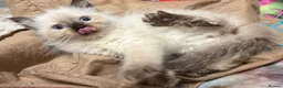 Ragdoll cats for sale: Male Ragdoll Kittens Ready Now - 2 Remaining  - Advert 9