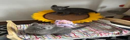 Russian Blue cats for sale: TICA PEDIGREE RUSSIAN BLUE KITTENS  - Advert 27