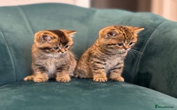 British Shorthair cats for sale: British Shorthair GCCF Pedigree Champion Kittens ✨ - Image 8