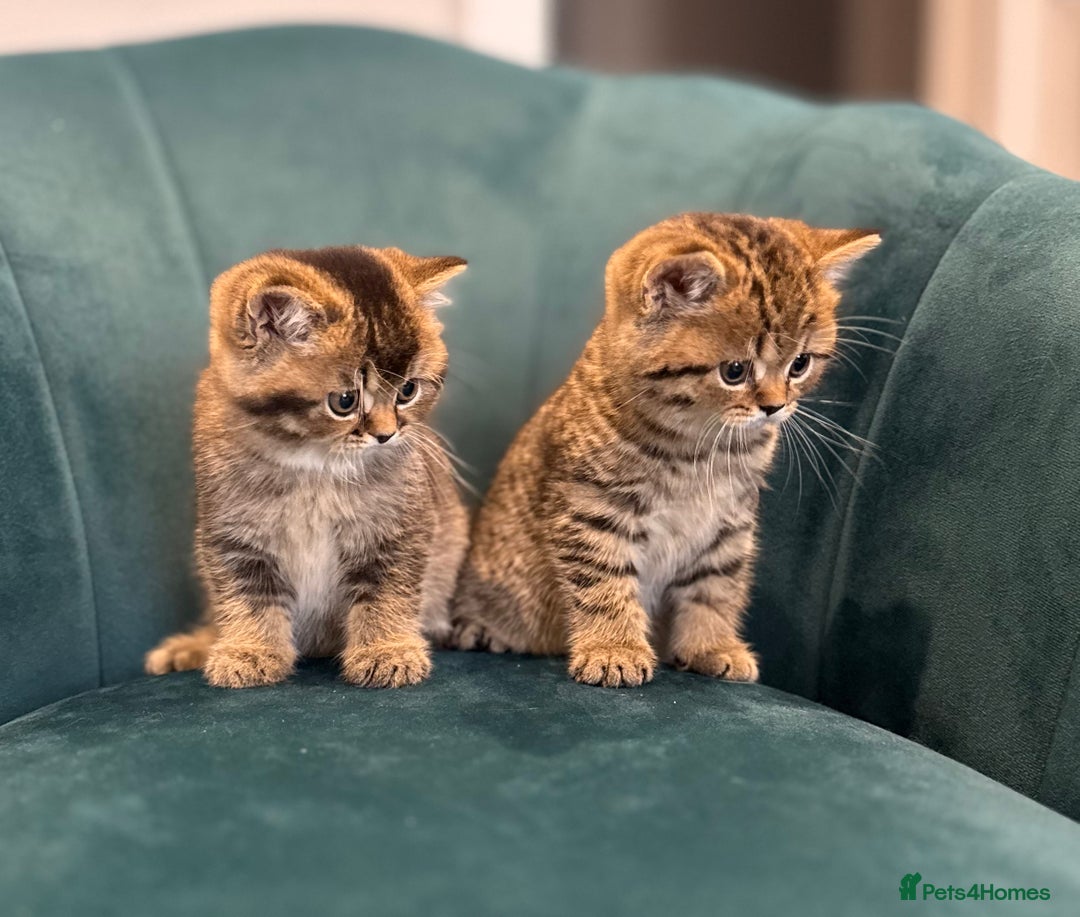 British Shorthair cats for sale: British Shorthair GCCF Pedigree Champion Kittens ✨ - Image 8