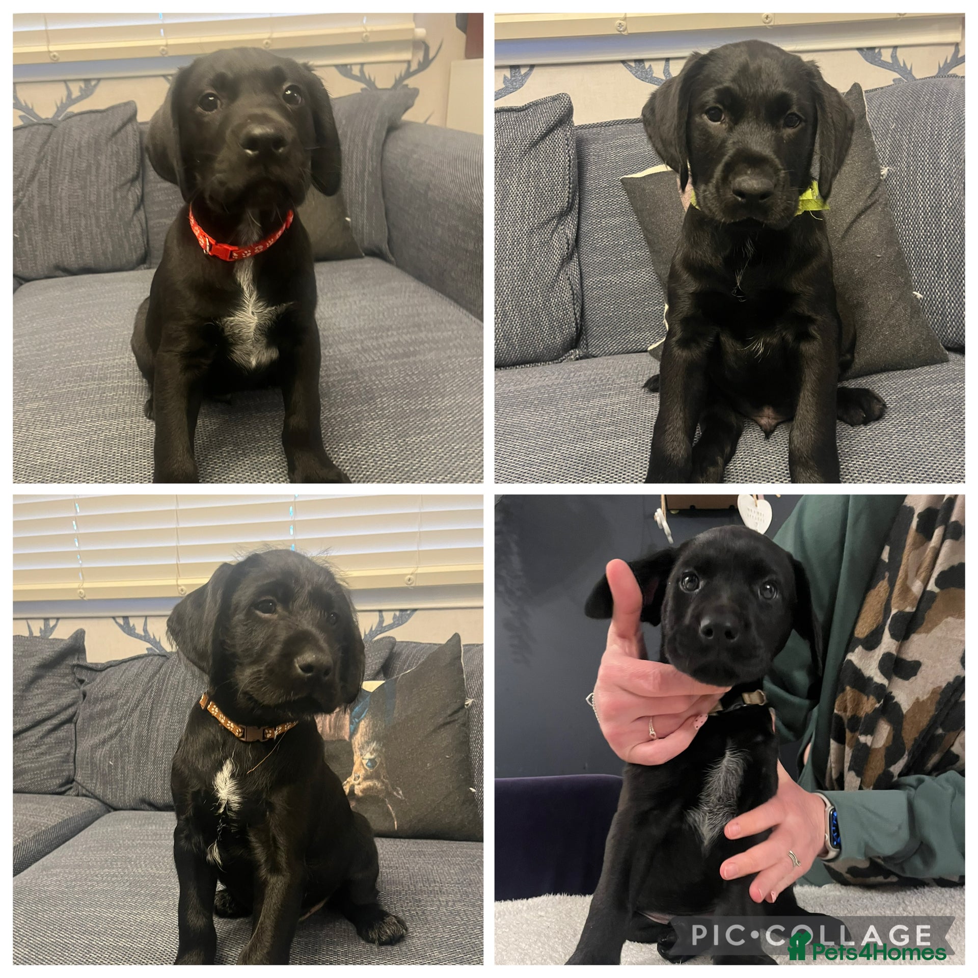 Mixed Breed dogs  Ready for their forever home - Advert 3