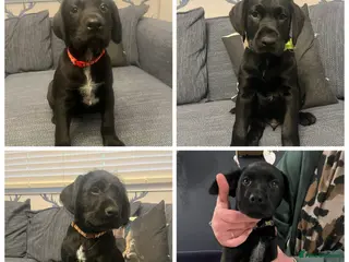 Mixed Breed dogs Ready for their forever home - Advert 3