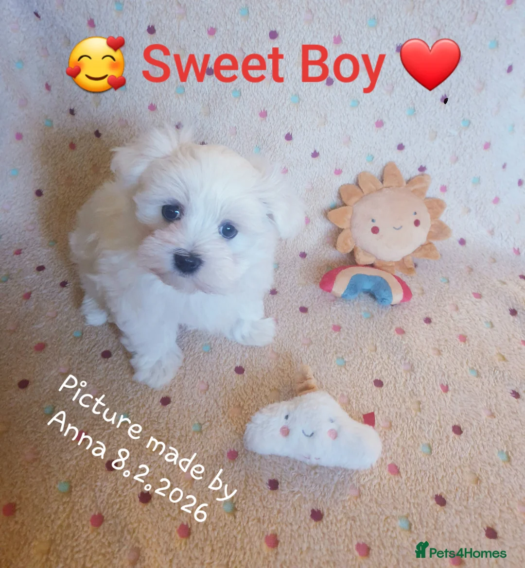 Maltese dogs for sale: Maltese ♡ Pedigree ♡  - Advert 16