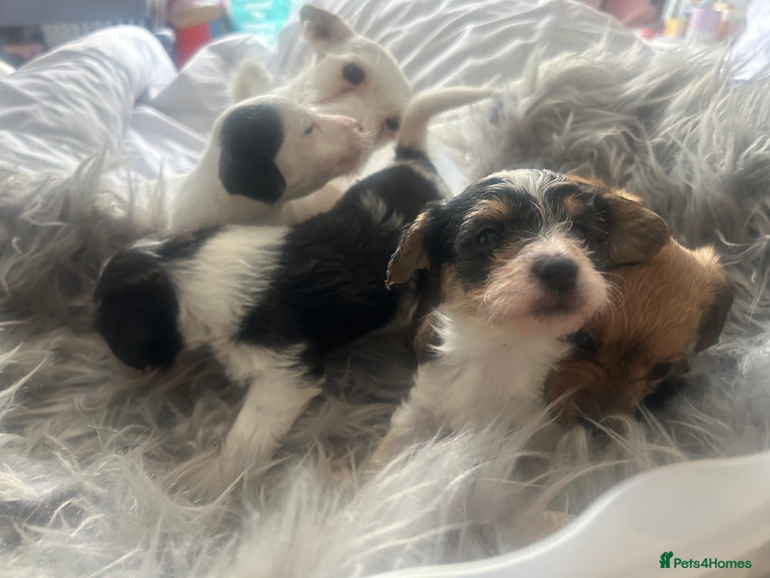 Jackapoo dogs for sale: 4 beautiful jackapoo boys - Image 17