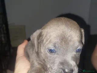 Mixed Breed dogs Staff pocket cross 3 boys 3 girls - Advert 11