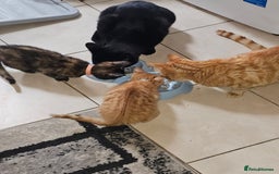 Mixed Breed cats for sale: 2 kittens for sale - Image 5
