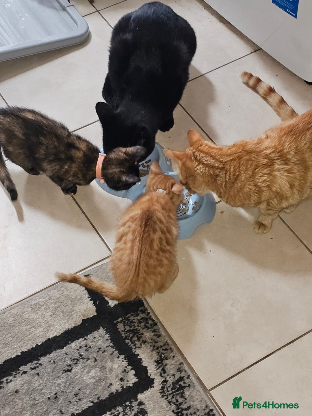 Mixed Breed cats for sale: 2 kittens for sale - Image 5