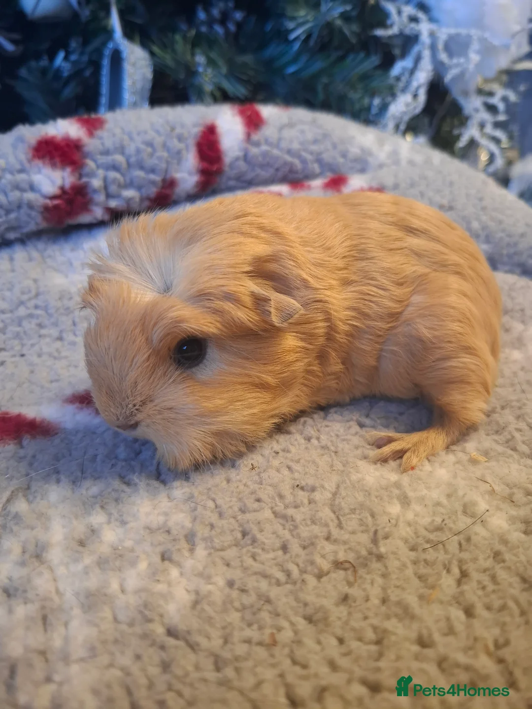 Guinea Pig rodents for sale: Baby Guinea pigs Boys & Girls - Advert 10