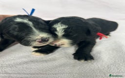 Bernedoodle dogs for sale: F1 standard Bernedoodle puppies. Licensed breeder - Image 3