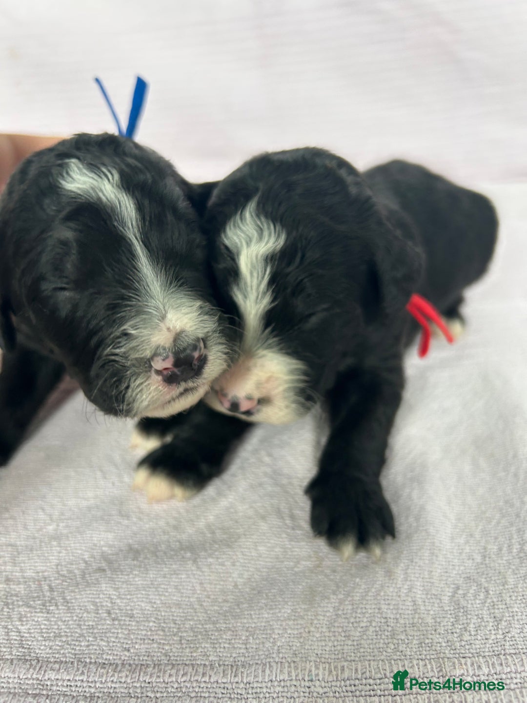 Bernedoodle dogs for sale: F1 standard Bernedoodle puppies. Licensed breeder - Image 3