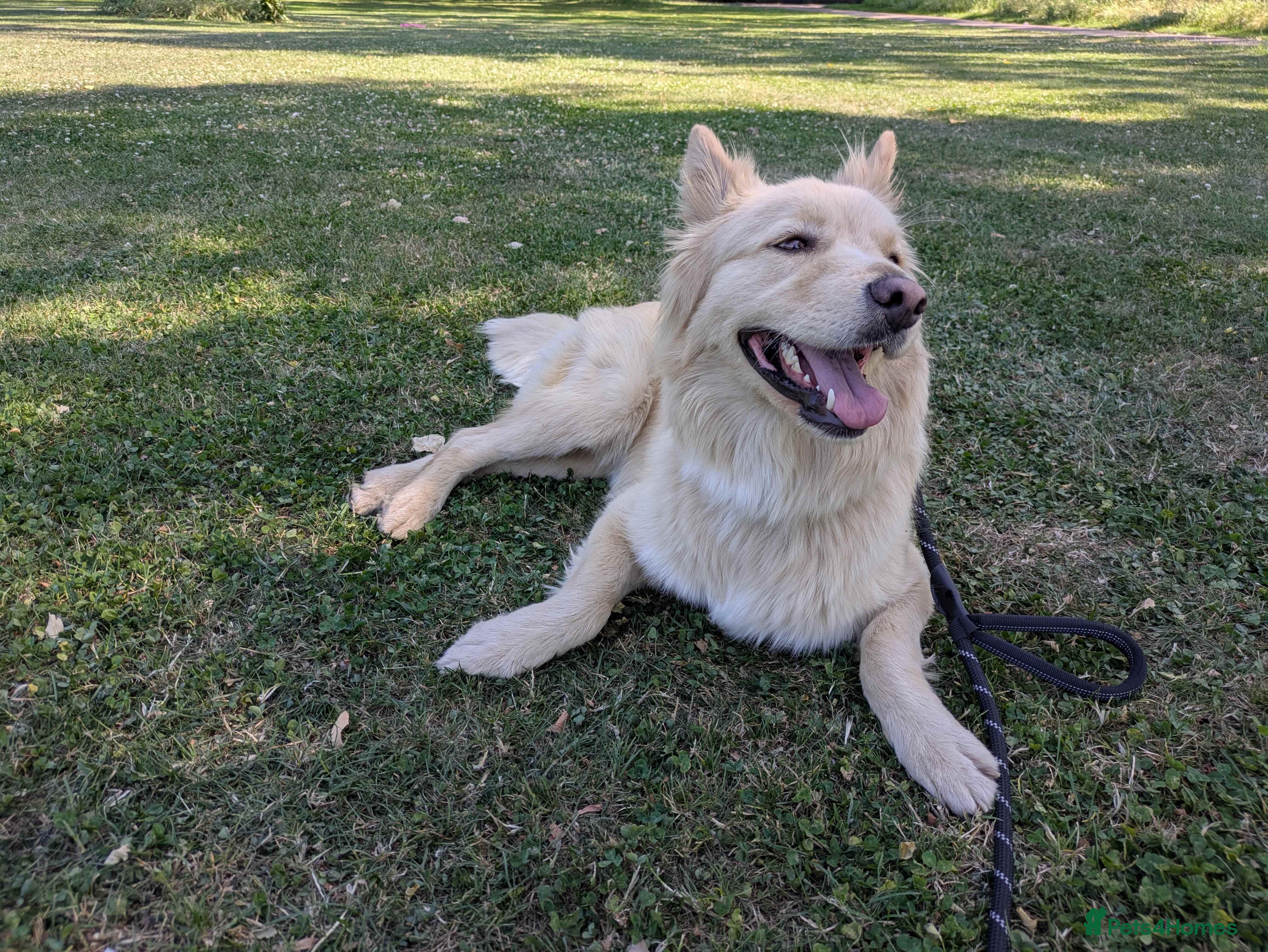 Mixed Breed dogs 🍟Potato Chip🥔 sweet girl looking for loving home - Advert 1
