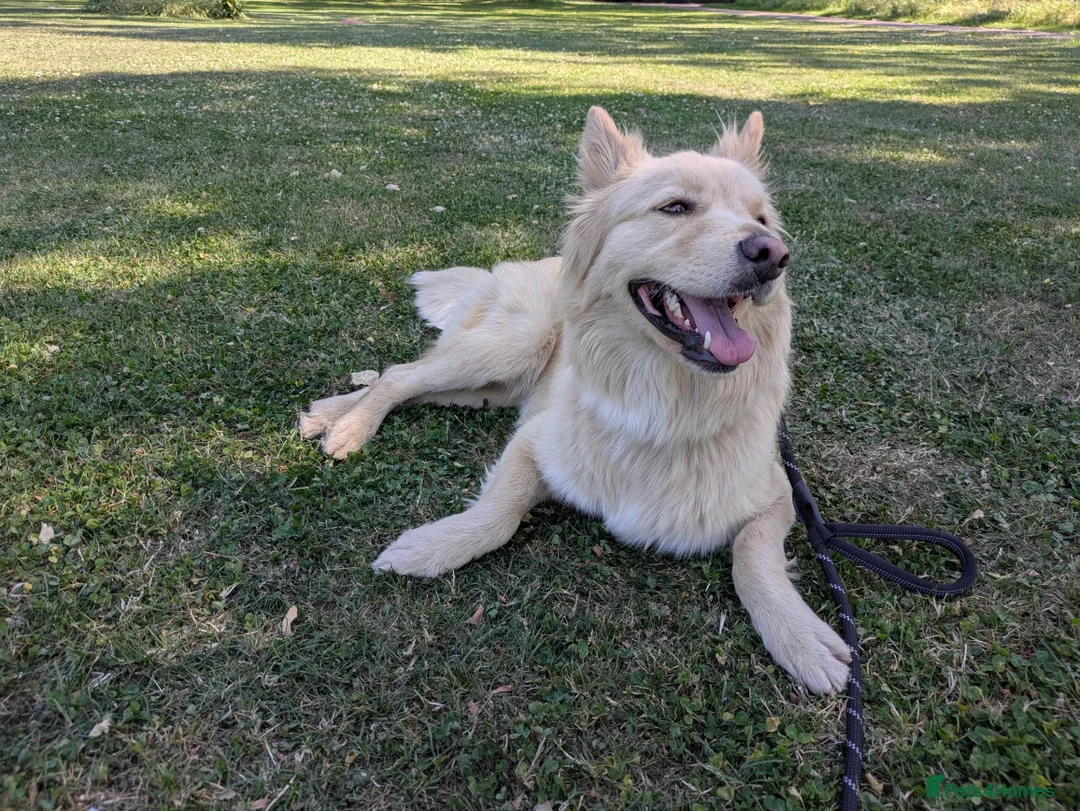 Mixed Breed dogs for sale: 🍟Potato Chip🥔 sweet girl looking for loving home - Advert 1