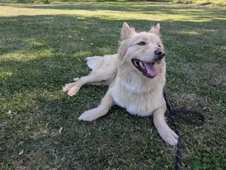 Mixed Breed dogs 🍟Potato Chip🥔 sweet girl looking for loving home - Advert 1