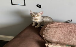 Chausie cats for sale: Savannah x chausie  - Image 2
