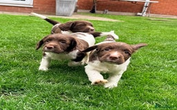 English Springer Spaniel dogs for sale: ENGLISH SPRINGER SPANIEL - Image 5
