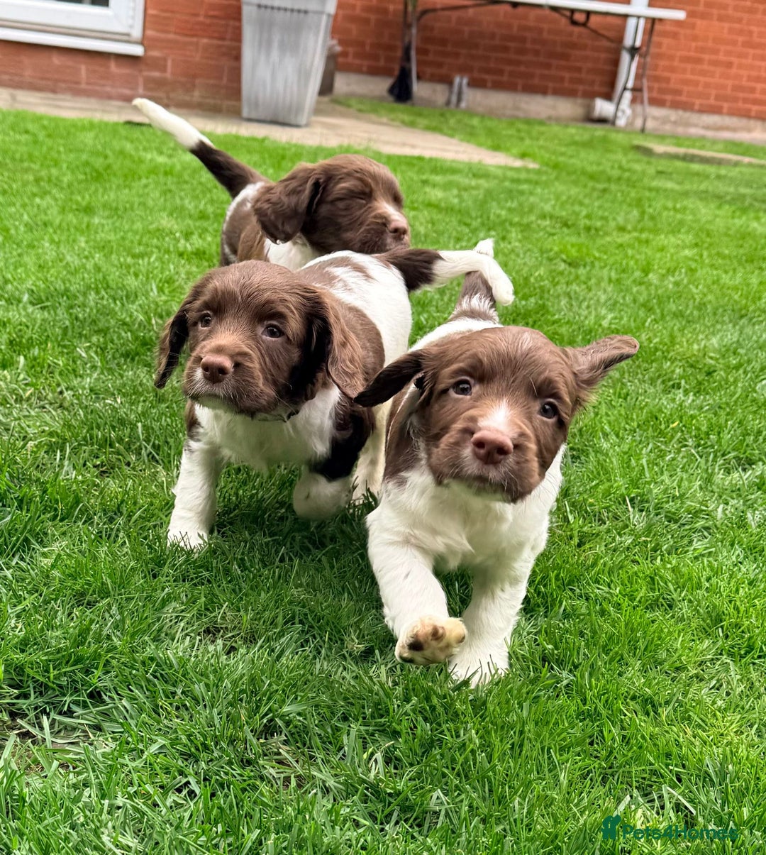 English Springer Spaniel dogs for sale: ENGLISH SPRINGER SPANIEL - Image 5