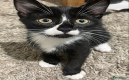 Mixed Breed cats for sale: Black and white tuxedo kittens for sale - Image 6