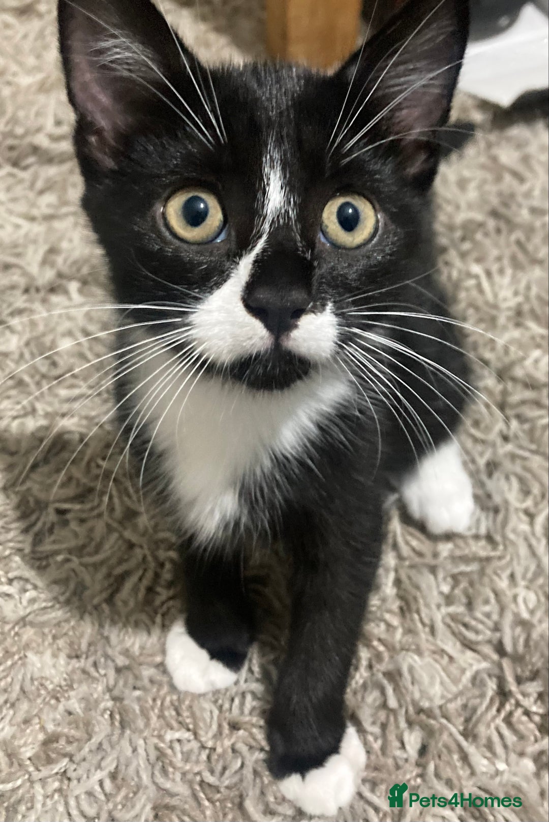 Mixed Breed cats for sale: Black and white tuxedo kittens for sale - Image 6