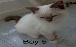 Ragdoll cats for sale: Ragdoll kittens for sale - Image 4