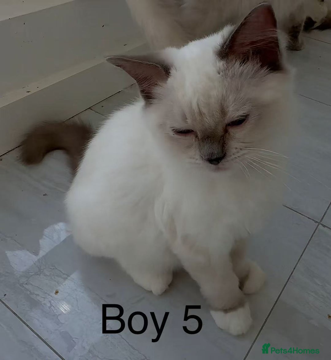 Ragdoll cats for sale: Ragdoll kittens for sale - Image 4