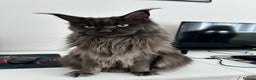 Maine Coon cats for sale: Rehoming  - Advert 2