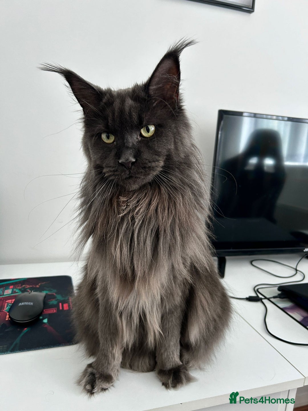 Maine Coon cats for sale: Rehoming  - Advert 2