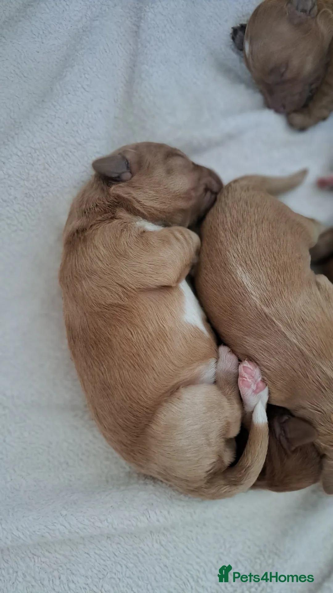Australian Labradoodle dogs for sale: Tosha's puppies in Basildon - Advert 6