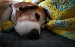 Beagle dogs for sale: Playful Rocket (Beagle) looking for new home - Image 4