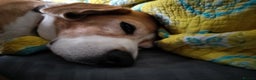 Beagle dogs for sale: Playful Rocket (Beagle) looking for new home - Advert 4