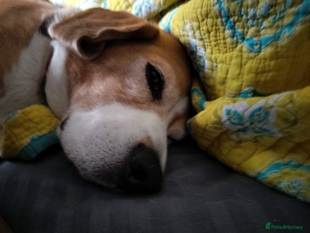 Beagle dogs for sale: Playful Rocket (Beagle) looking for new home - Image 4