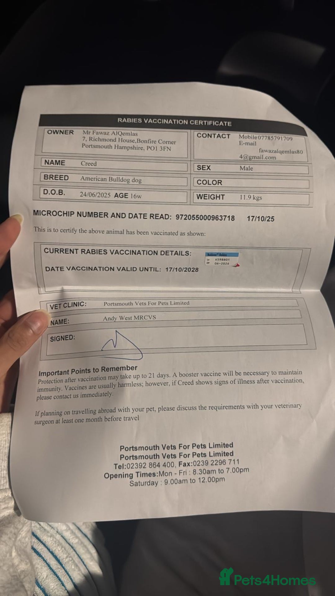 American Bully dogs for sale: ABKC puppy pocket bully  - Advert 4