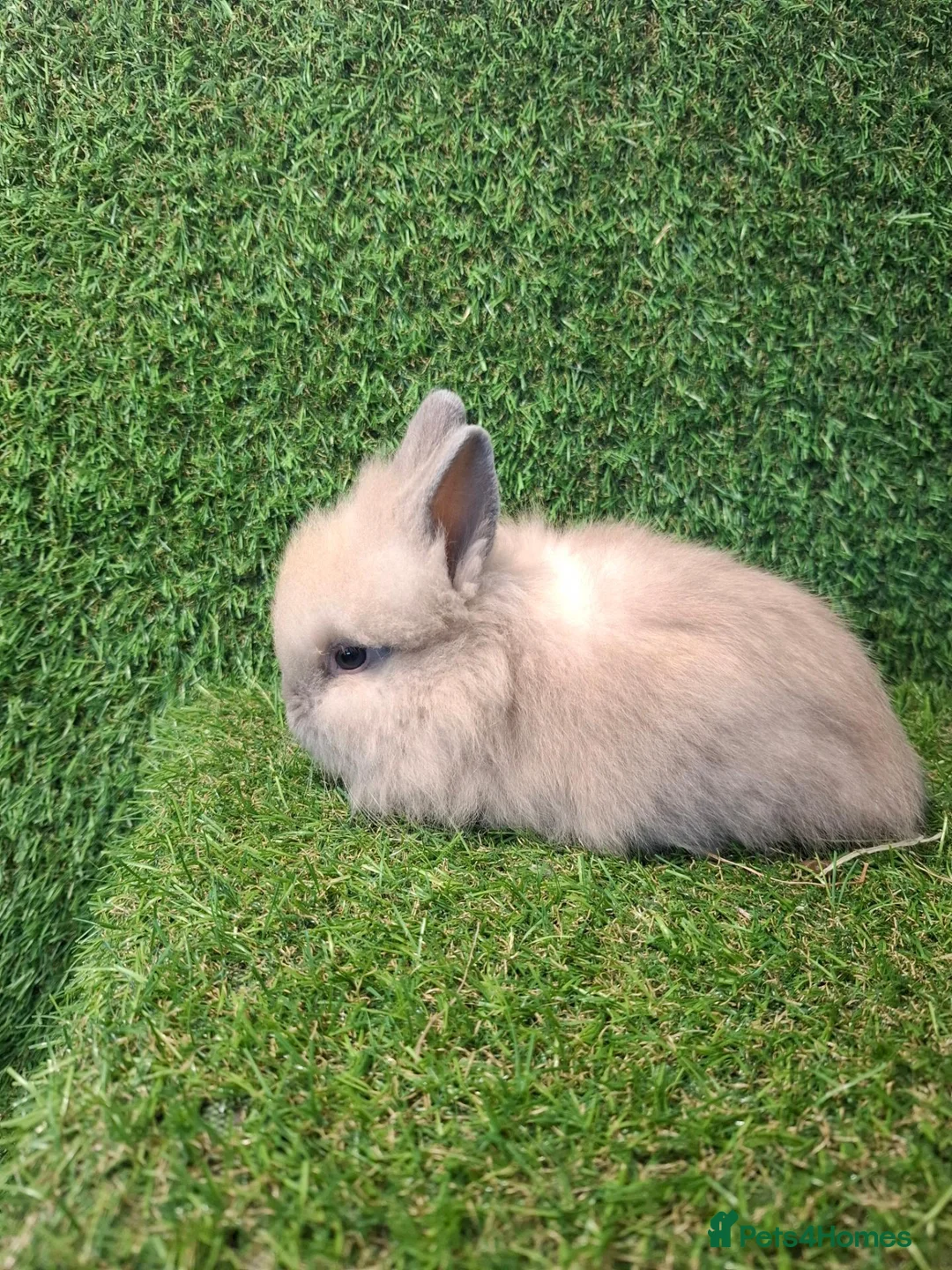 Lionhead rabbits for sale: LIONHEADS - Advert 2