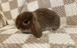 French Lop rabbits for sale: 𝐌𝐈𝐍𝐈 𝐗 𝐅𝐑𝐄𝐍𝐂𝐇 𝐅𝐎𝐑 𝐑𝐄𝐒𝐄𝐑𝐕𝐄 - Image 7