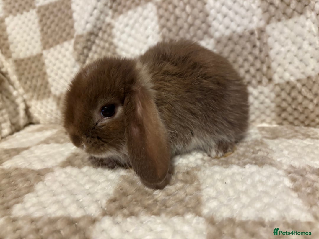French Lop rabbits for sale: 𝐌𝐈𝐍𝐈 𝐗 𝐅𝐑𝐄𝐍𝐂𝐇 𝐅𝐎𝐑 𝐑𝐄𝐒𝐄𝐑𝐕𝐄 - Image 7