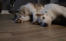 Mixed Breed dogs for adoption: Perfect PICKLE - Image 20