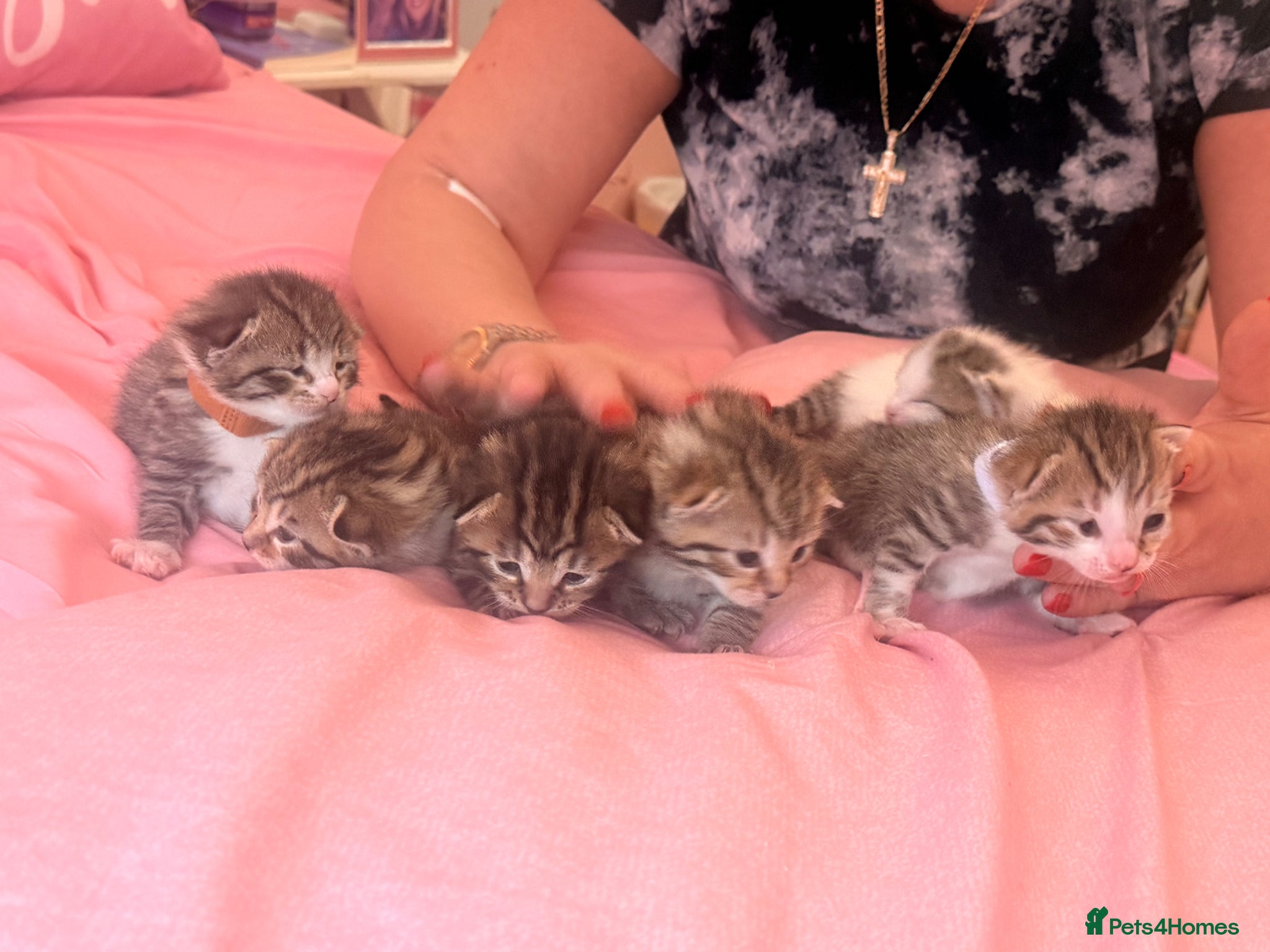 Mixed Breed cats Six gorgeous tabby kittens for sale! - Advert 9