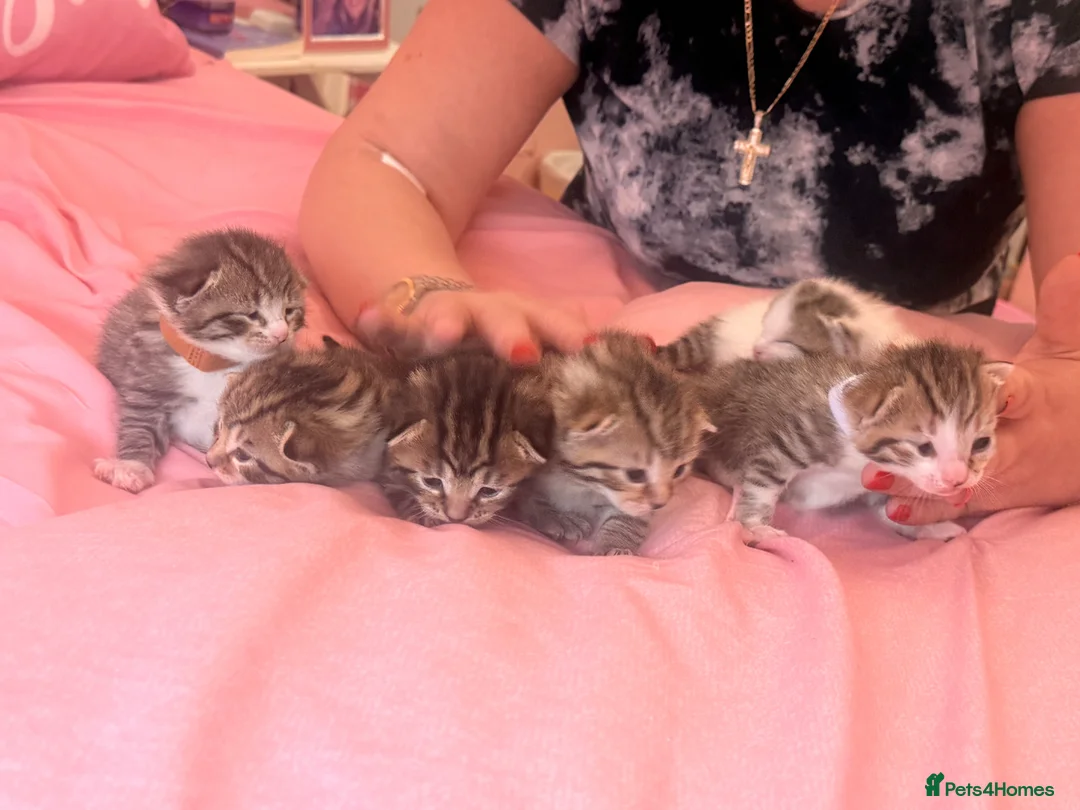 Mixed Breed cats for sale: Six gorgeous tabby kittens for sale! - Advert 1