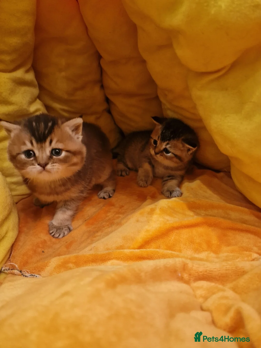 Scottish Fold cats for sale: 3/4 Scottish Fold and 1/4 British Blue kittens - Advert 13